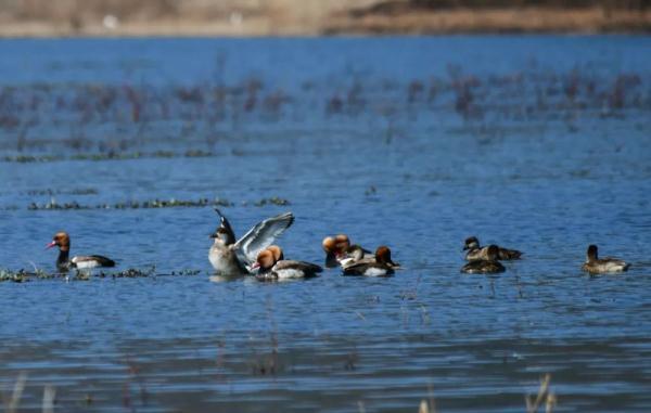 白鹭是几级保护动物，白鹭是几级保护动物能吃吗（白鹭蹁跹“落户”仁和）