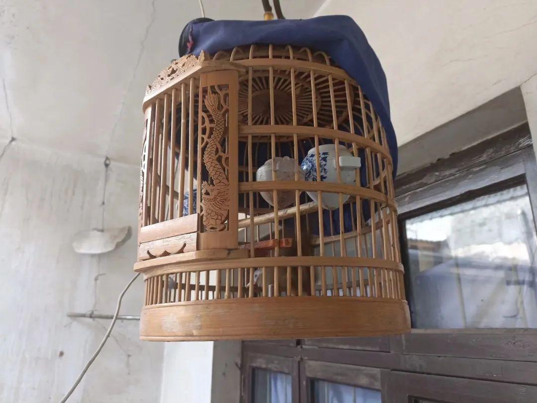 养一只画眉鸟违法吗（圈养）