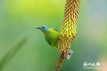 鸽子的叫声怎么形容，鸽子叫声 播放（榕城处处闻啼鸟）