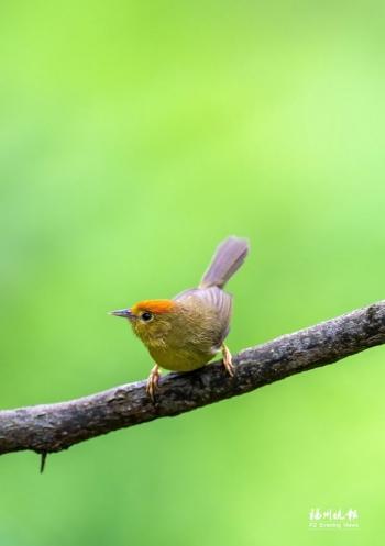 鸽子的叫声怎么形容，鸽子叫声 播放（榕城处处闻啼鸟）