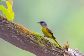 鸽子的叫声怎么形容，鸽子叫声 播放（榕城处处闻啼鸟）