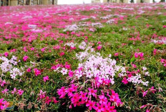 咸蛋女孩/动漫头像✨微信，咸蛋女孩/动漫头像✨（一花开知春色暖）