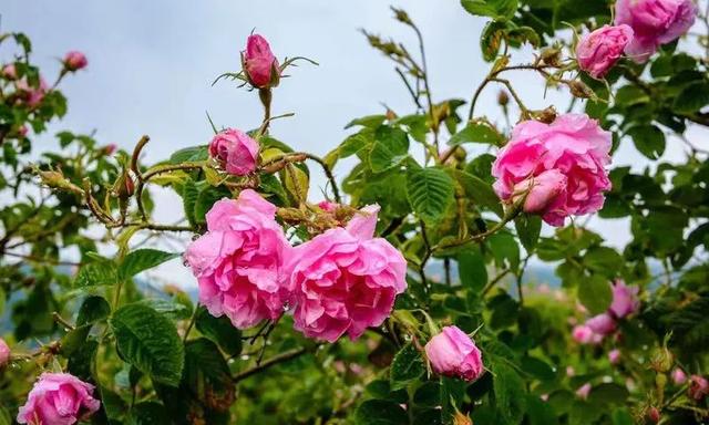 蓝楹花和蓝花楹区别，蓝楹花和蓝花楹图片（中东国家的“花花世界”）