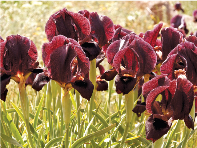 蓝楹花和蓝花楹区别，蓝楹花和蓝花楹图片（中东国家的“花花世界”）