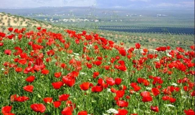 蓝楹花和蓝花楹区别，蓝楹花和蓝花楹图片（中东国家的“花花世界”）