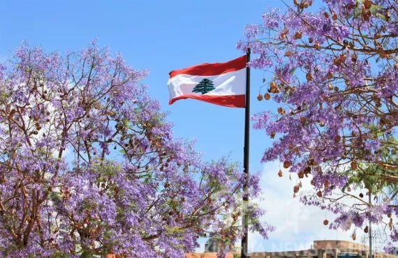 蓝楹花和蓝花楹区别，蓝楹花和蓝花楹图片（中东国家的“花花世界”）