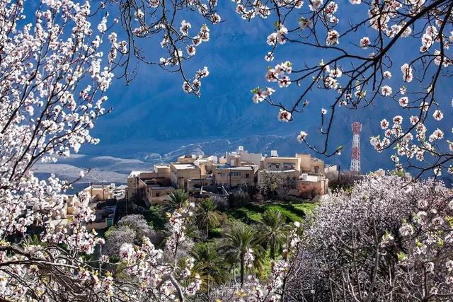 蓝楹花和蓝花楹区别，蓝楹花和蓝花楹图片（中东国家的“花花世界”）