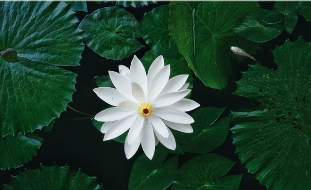 蓝楹花和蓝花楹区别，蓝楹花和蓝花楹图片（中东国家的“花花世界”）