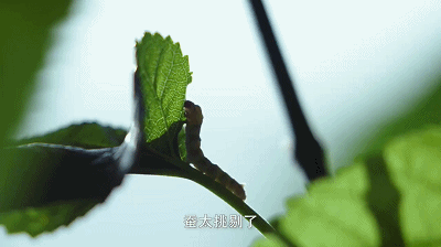蚕宝宝不吃桑叶抬着头，蚕宝宝不吃桑叶怎么办（蚕为什么只吃桑叶，不吃桑葚）