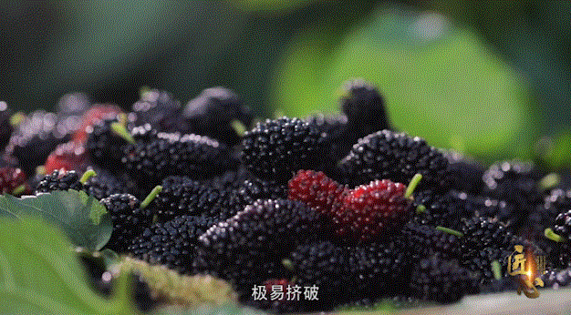 蚕宝宝不吃桑叶抬着头，蚕宝宝不吃桑叶怎么办（蚕为什么只吃桑叶，不吃桑葚）
