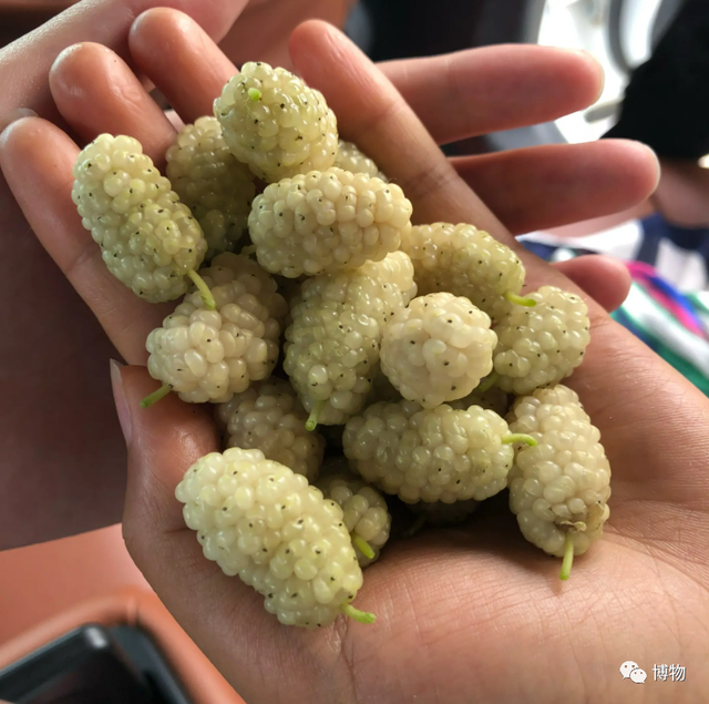蚕宝宝不吃桑叶抬着头，蚕宝宝不吃桑叶怎么办（蚕为什么只吃桑叶，不吃桑葚）
