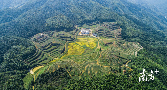 和平县属于哪个市，和平县是哪个市的（加快建设万亩茶叶种植基地）