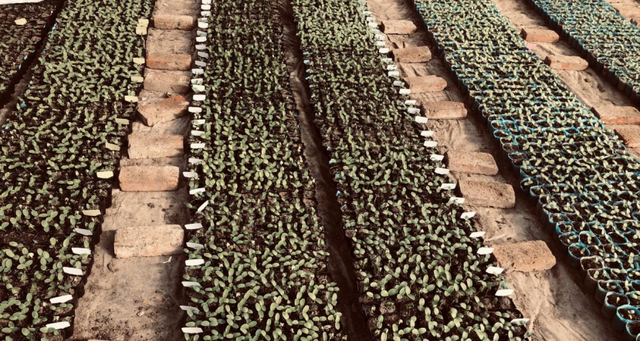 水黄瓜苗和汗黄瓜苗怎么区分，水果黄瓜苗和普通黄瓜苗一样吗（2022年黑龙江省黄瓜生产形势分析及备春耕生产建议）