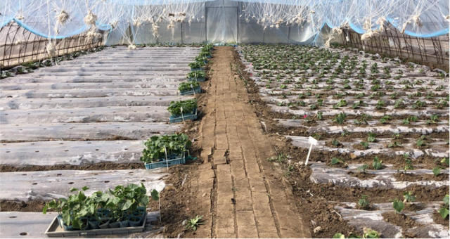 水黄瓜苗和汗黄瓜苗怎么区分，水果黄瓜苗和普通黄瓜苗一样吗（2022年黑龙江省黄瓜生产形势分析及备春耕生产建议）