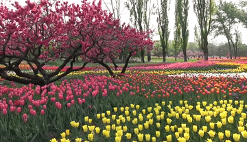 18厘米是几寸，18寸项链是多少厘米（一份有关国家植物园的“植”识点）