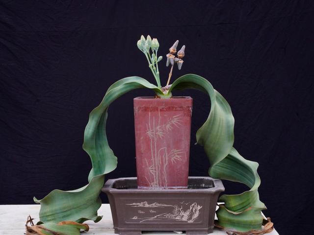 18厘米是几寸，18寸项链是多少厘米（一份有关国家植物园的“植”识点）