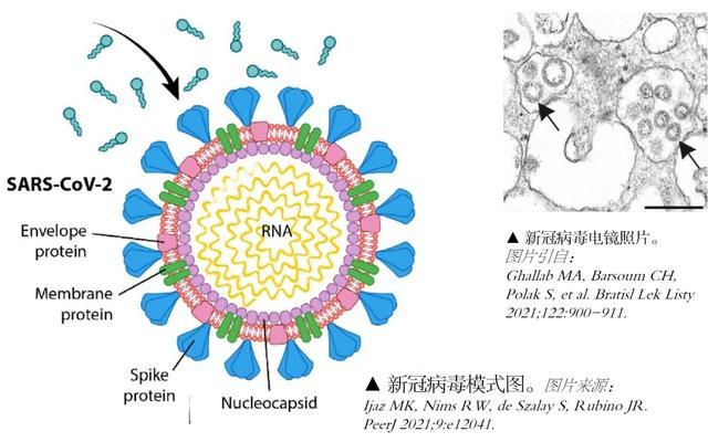 对氯间二甲苯酚，对氯间二甲苯酚有毒吗（瑞金专家说）