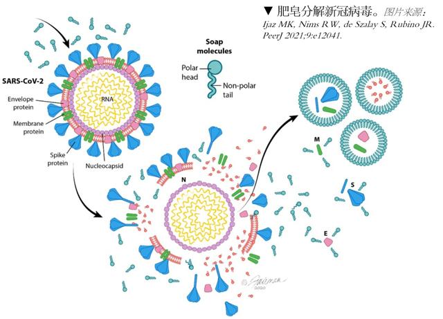 对氯间二甲苯酚，对氯间二甲苯酚有毒吗（瑞金专家说）