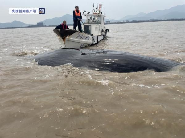 为什么说海洋的污染几乎都是人类造成的，为什么说海洋的污染几乎都是人类造成的危害（人类能为它们做些什么……）