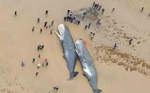 为什么说海洋的污染几乎都是人类造成的，为什么说海洋的污染几乎都是人类造成的危害（人类能为它们做些什么……）