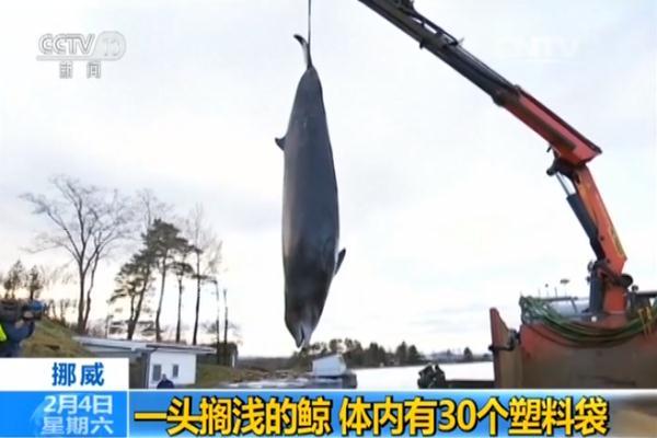 为什么说海洋的污染几乎都是人类造成的，为什么说海洋的污染几乎都是人类造成的危害（人类能为它们做些什么……）