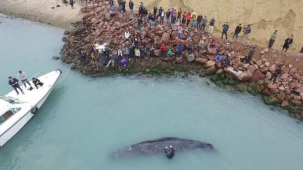 为什么说海洋的污染几乎都是人类造成的，为什么说海洋的污染几乎都是人类造成的危害（人类能为它们做些什么……）