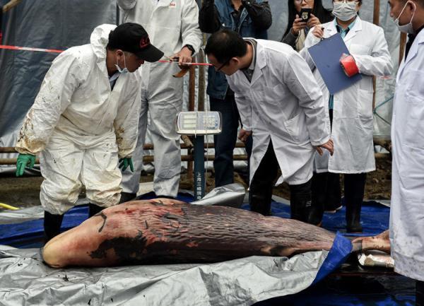 为什么说海洋的污染几乎都是人类造成的，为什么说海洋的污染几乎都是人类造成的危害（人类能为它们做些什么……）