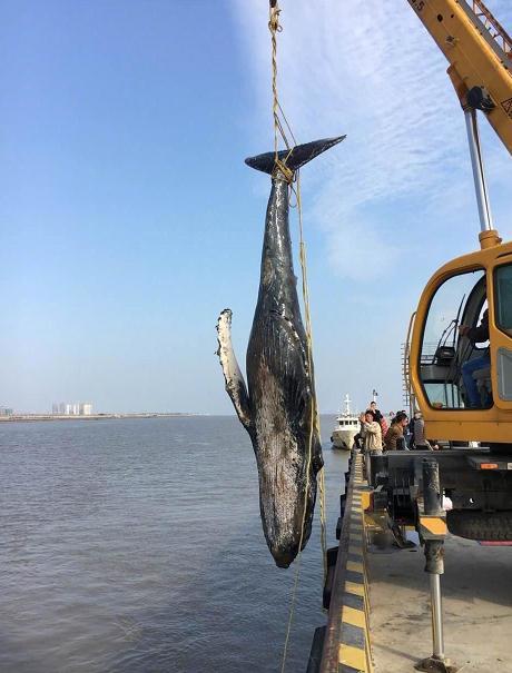 为什么说海洋的污染几乎都是人类造成的，为什么说海洋的污染几乎都是人类造成的危害（人类能为它们做些什么……）