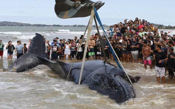 为什么说海洋的污染几乎都是人类造成的，为什么说海洋的污染几乎都是人类造成的危害（人类能为它们做些什么……）