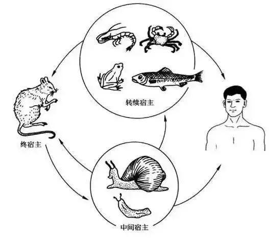 田螺和福寿螺的区别，福寿螺跟田螺的区别（吃一口可能吃掉6000条寄生虫）