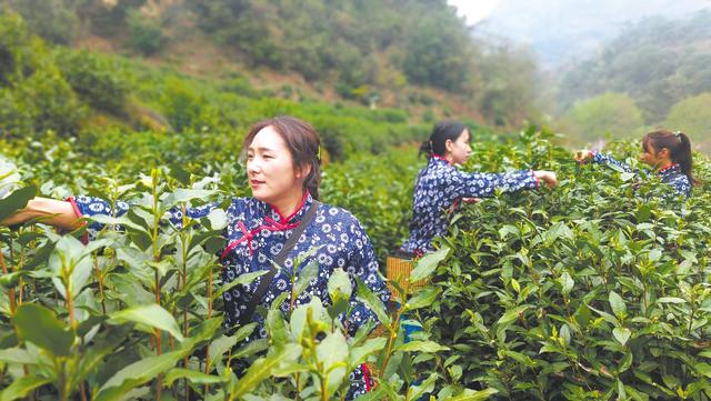 采花毛尖的功效与作用，尖毛草的功效与作用（采花园里品新茶）