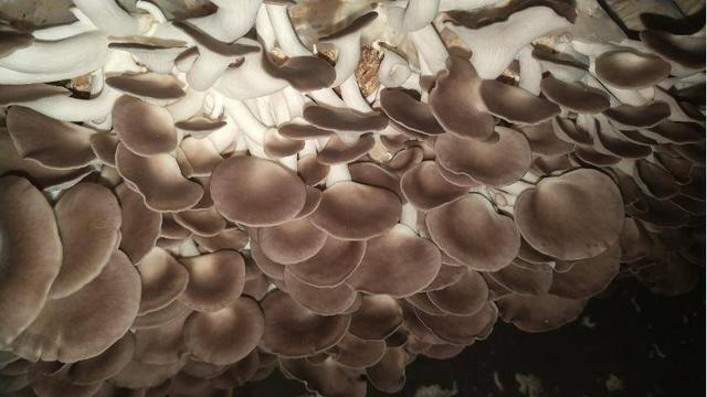 平菇能隔夜吃吗 平菇能放冰箱保鲜吗，平菇能隔夜吃吗（一把金针菇吃完了还能接着长）