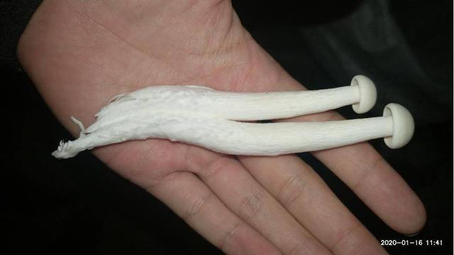 平菇能隔夜吃吗 平菇能放冰箱保鲜吗，平菇能隔夜吃吗（一把金针菇吃完了还能接着长）