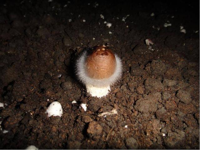 平菇能隔夜吃吗 平菇能放冰箱保鲜吗，平菇能隔夜吃吗（一把金针菇吃完了还能接着长）