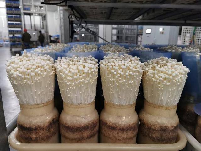 平菇能隔夜吃吗 平菇能放冰箱保鲜吗，平菇能隔夜吃吗（一把金针菇吃完了还能接着长）