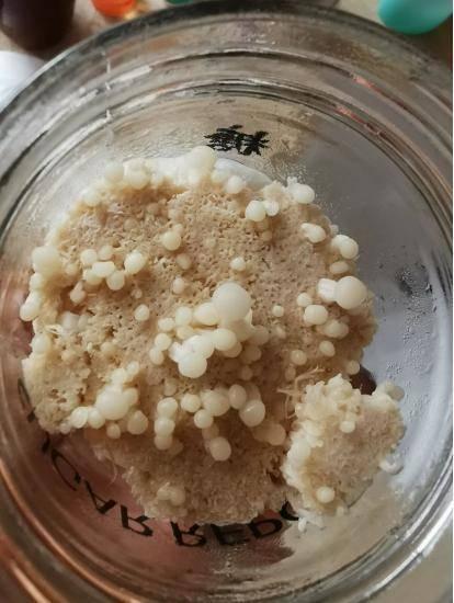 平菇能隔夜吃吗 平菇能放冰箱保鲜吗，平菇能隔夜吃吗（一把金针菇吃完了还能接着长）