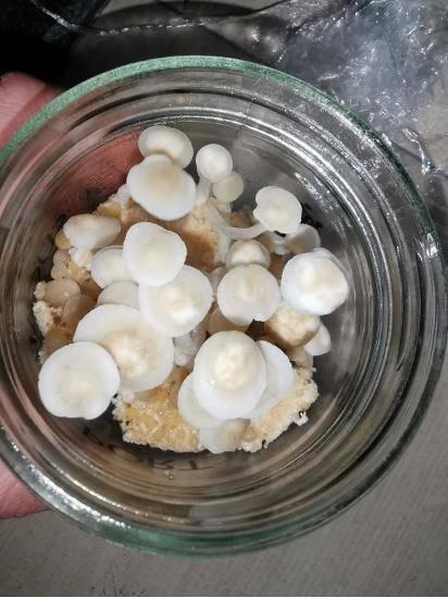 平菇能隔夜吃吗 平菇能放冰箱保鲜吗，平菇能隔夜吃吗（一把金针菇吃完了还能接着长）