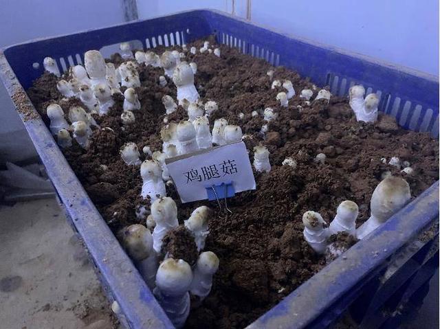 平菇能隔夜吃吗 平菇能放冰箱保鲜吗，平菇能隔夜吃吗（一把金针菇吃完了还能接着长）