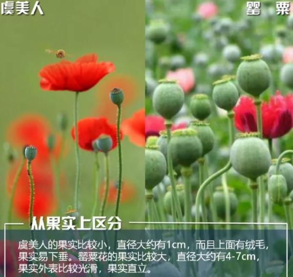 鸦片罂粟，罂粟和虞美人傻傻分不清楚（鸦片是罂粟植物的()）