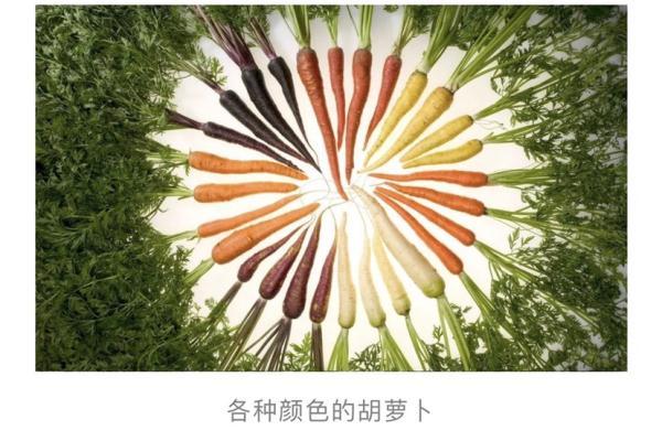 胡萝卜的营养价值，胡萝卜对人体的营养价值（胡萝卜其实并不是“萝卜”最早也不是橙色）