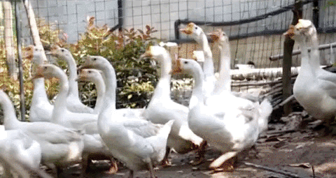 老鹅汤的功效与作用，老鸭汤的功效与作用（好味滁州▍杨四老鹅汤）