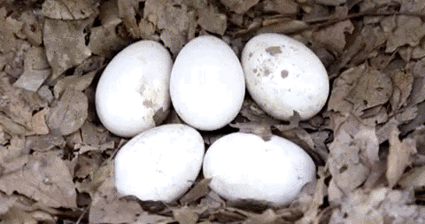 老鹅汤的功效与作用，老鸭汤的功效与作用（好味滁州▍杨四老鹅汤）