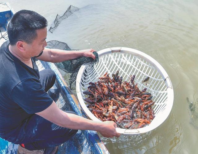 小龙虾上市时间，小龙虾几月份上市（小龙虾下月大量上市）