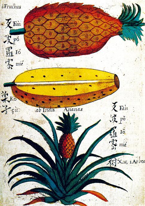 中国水果图片及名称，中国水果图片及名称介绍（被誉为“地球上最漂亮的水果”）