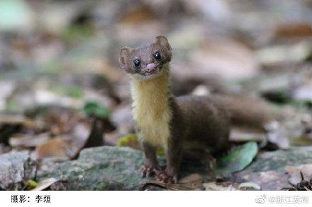 鼬是什么动物，鼬是什么动物,是鼠类么（罕见可爱萌物——黄腹鼬）