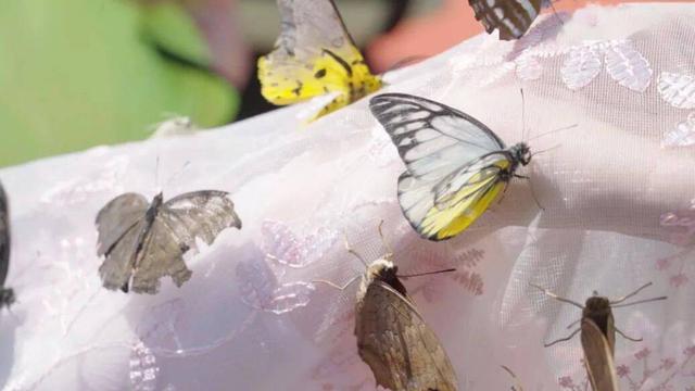 一季倾城梦，一季倾城梦小说免费阅读（五一假期来三水源开启奇妙之旅图片）
