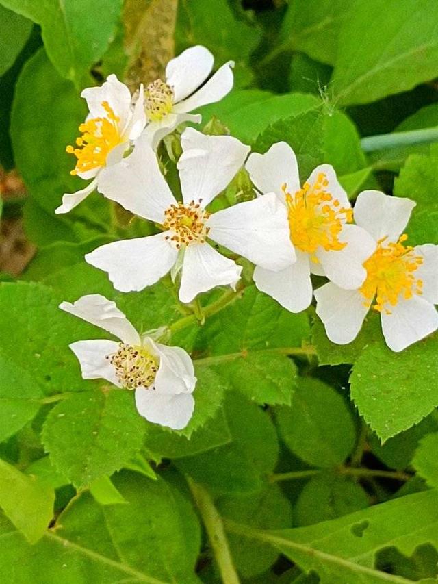 白色蔷薇花特点，白色蔷薇花（青未了／有一种花叫“白蔷薇”）