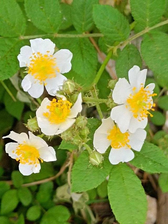 白色蔷薇花特点，白色蔷薇花（青未了／有一种花叫“白蔷薇”）