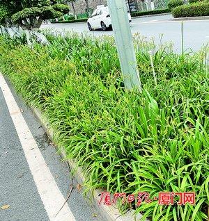 萱草花和黄花菜是一个东西吗，十种阴气重的花（厦门一绿化带大花萱草被摘走）