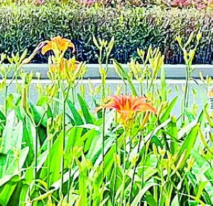 萱草花和黄花菜是一个东西吗，十种阴气重的花（厦门一绿化带大花萱草被摘走）